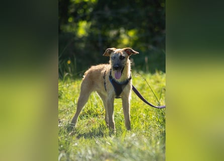 Tino – tapferer, junger Mischling sucht liebevolles Zuhause