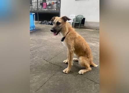 Tino – tapferer, junger Mischling sucht liebevolles Zuhause