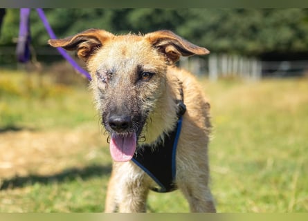 Tino – tapferer, junger Mischling sucht liebevolles Zuhause