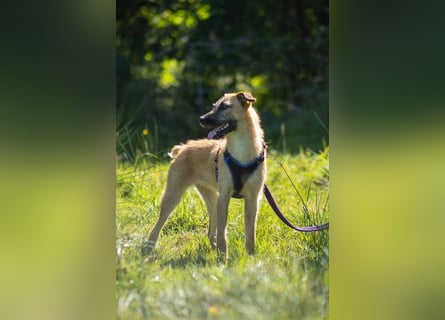 Tino – tapferer, junger Mischling sucht liebevolles Zuhause