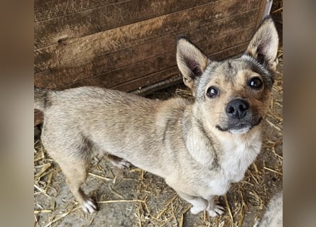Kaylie - kleine, fürsorgliche Mama sucht ruhiges Zuhause