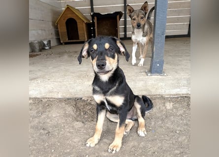 Kaylie - kleine, fürsorgliche Mama sucht ruhiges Zuhause