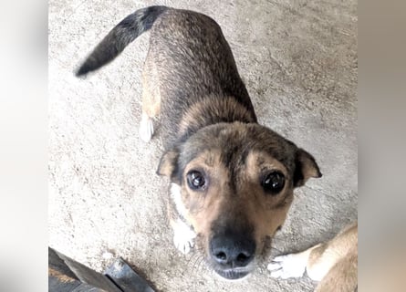 Kaylie - kleine, fürsorgliche Mama sucht ruhiges Zuhause