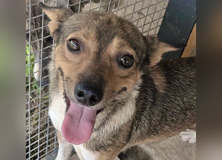 Kaylie - kleine, fürsorgliche Mama sucht ruhiges Zuhause
