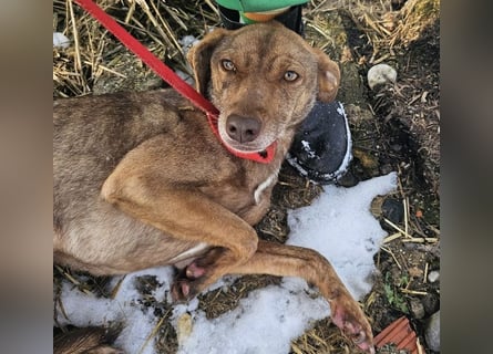 Welpenmädchen Sophie sucht liebevolle Familie