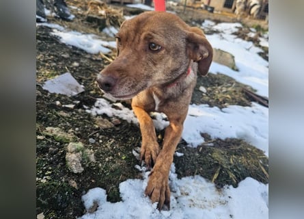 Welpenmädchen Sophie sucht liebevolle Familie