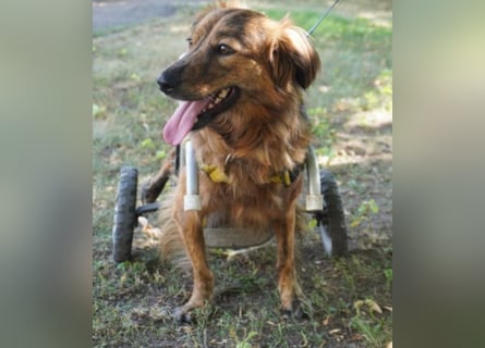 Lola - fröhliches Rollimädchen