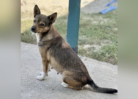 Kaylie - kleine, fürsorgliche Mama sucht ruhiges Zuhause