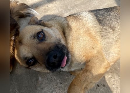 Mia - Schmusebacke ❤️