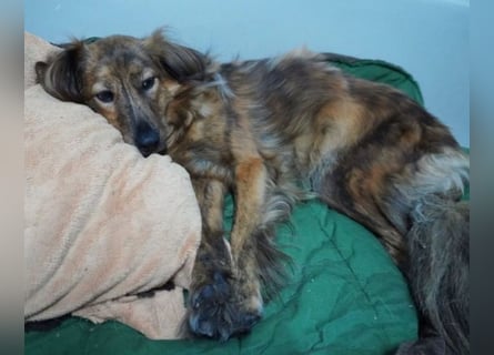 Lola - fröhliches Rollimädchen