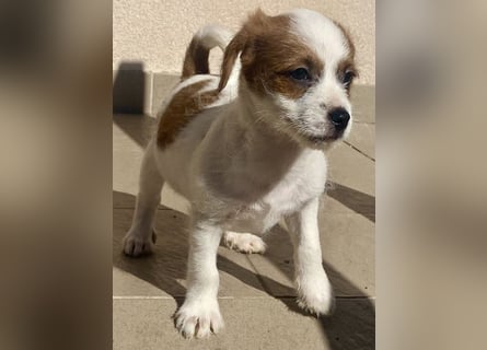 Kleinbleibender Flou sucht sein Zuhause (D/CH/LUX)