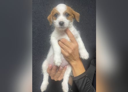 Kleinbleibender Flou sucht sein Zuhause (D/CH/LUX)