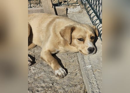 Lieber, kleiner Junghund Albert sucht Körbchen