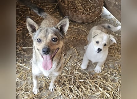 Kaylie - kleine, fürsorgliche Mama sucht ruhiges Zuhause