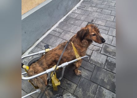 Lola - fröhliches Rollimädchen