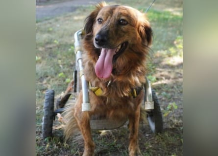 Lola - fröhliches Rollimädchen