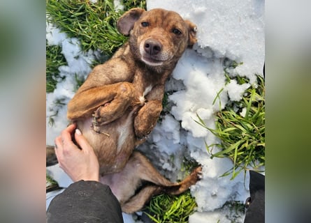 Welpenmädchen Sophie sucht liebevolle Familie