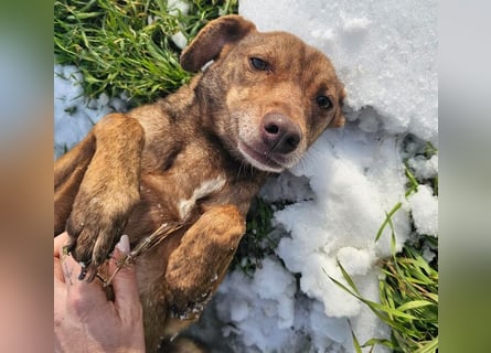 Welpenmädchen Sophie sucht liebevolle Familie