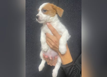 Kleinbleibender Flou sucht sein Zuhause (D/CH/LUX)