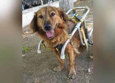 Lola - fröhliches Rollimädchen