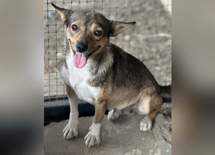Kaylie - kleine, fürsorgliche Mama sucht ruhiges Zuhause