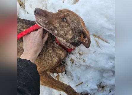 Welpenmädchen Sophie sucht liebevolle Familie
