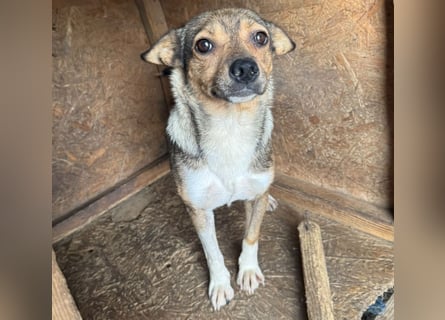 Kaylie - kleine, fürsorgliche Mama sucht ruhiges Zuhause
