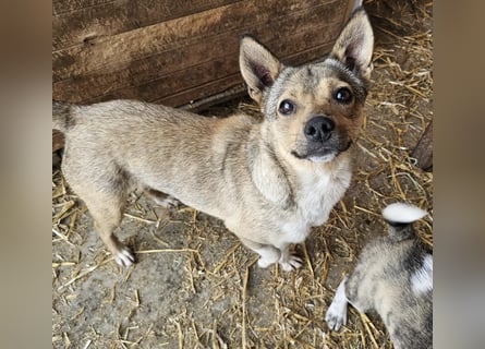 Kaylie - kleine, fürsorgliche Mama sucht ruhiges Zuhause