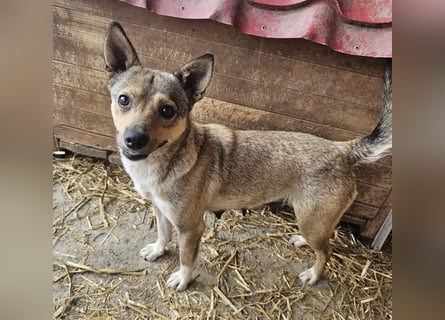 Kaylie - kleine, fürsorgliche Mama sucht ruhiges Zuhause