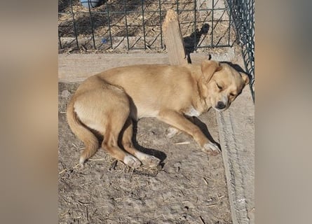 Lieber, kleiner Junghund Albert sucht Körbchen