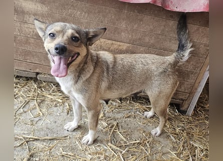 Kaylie - kleine, fürsorgliche Mama sucht ruhiges Zuhause