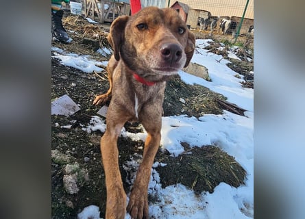 Welpenmädchen Sophie sucht liebevolle Familie