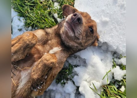 Welpenmädchen Sophie sucht liebevolle Familie