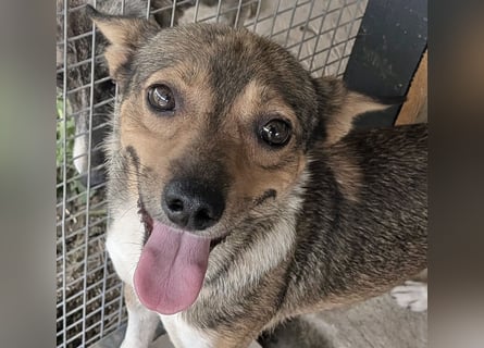 Kaylie - kleine, fürsorgliche Mama sucht ruhiges Zuhause