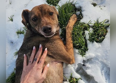 Welpenmädchen Sophie sucht liebevolle Familie