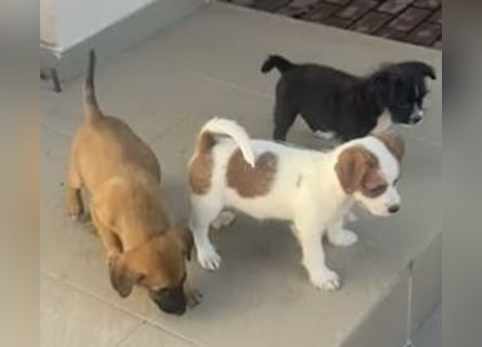 Kleinbleibender Flou sucht sein Zuhause (D/CH/LUX)