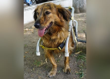 Lola - fröhliches Rollimädchen