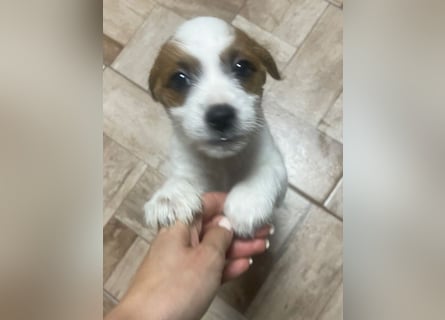 Kleinbleibender Flou sucht sein Zuhause (D/CH/LUX)