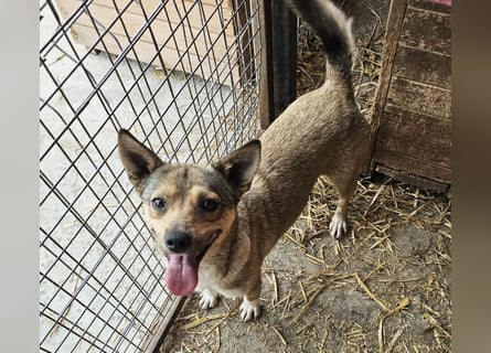 Kaylie - kleine, fürsorgliche Mama sucht ruhiges Zuhause