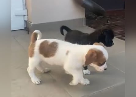 Kleinbleibender Flou sucht sein Zuhause (D/CH/LUX)