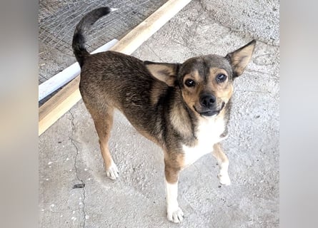 Kaylie - kleine, fürsorgliche Mama sucht ruhiges Zuhause