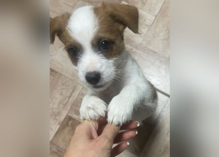 Kleinbleibender Flou sucht sein Zuhause (D/CH/LUX)