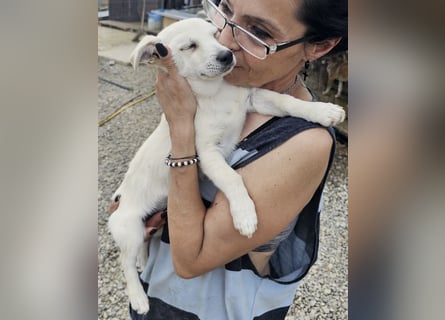 Kleiner Welpenbub sucht Familie
