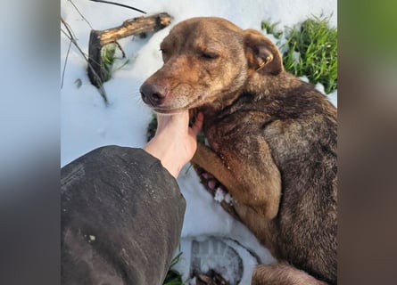 Welpenmädchen Sophie sucht liebevolle Familie