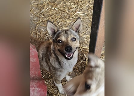 Kaylie - kleine, fürsorgliche Mama sucht ruhiges Zuhause