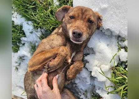 Welpenmädchen Sophie sucht liebevolle Familie
