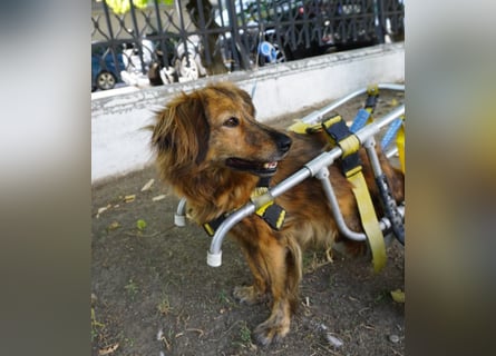 Lola - fröhliches Rollimädchen