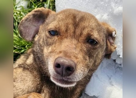 Welpenmädchen Sophie sucht liebevolle Familie