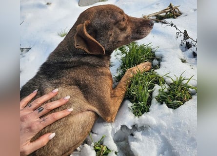 Welpenmädchen Sophie sucht liebevolle Familie