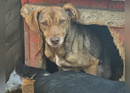Welpenmädchen Sophie sucht liebevolle Familie